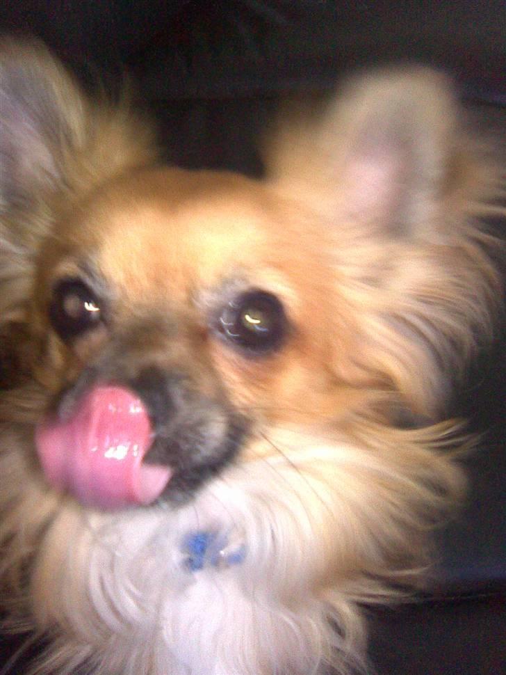 Chihuahua Anton billede 13