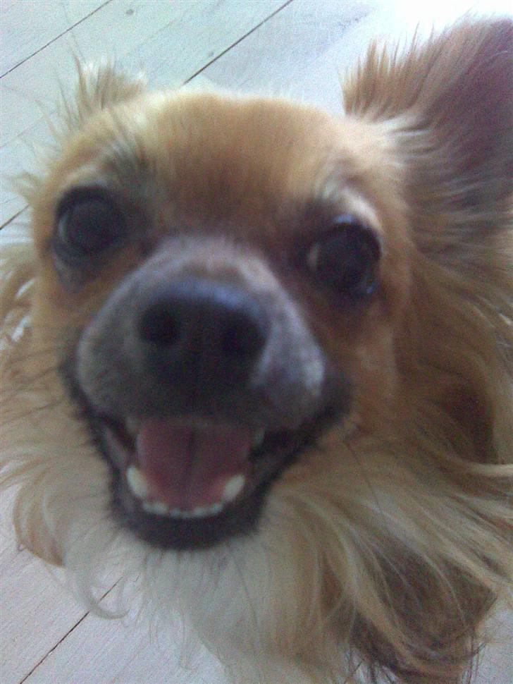 Chihuahua Anton billede 14