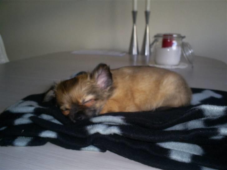 Chihuahua Anton billede 15