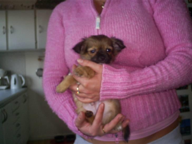 Chihuahua Anton billede 16