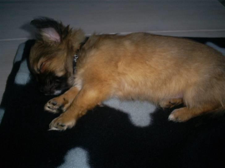 Chihuahua Anton billede 17