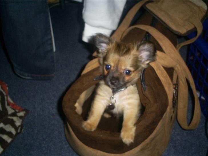 Chihuahua Anton billede 18