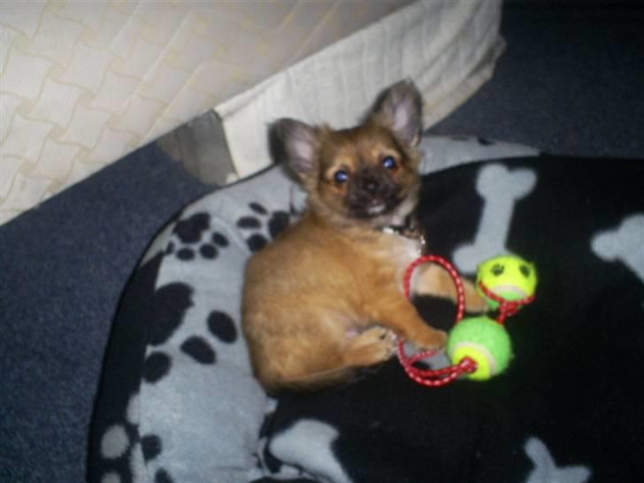 Chihuahua Anton billede 20