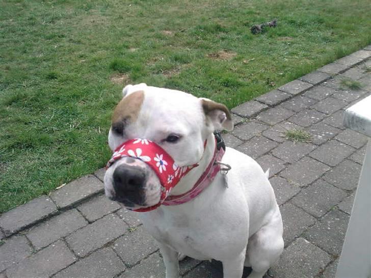 Amerikansk bulldog Mille - dumme regler der er hvor vi bor.... billede 7