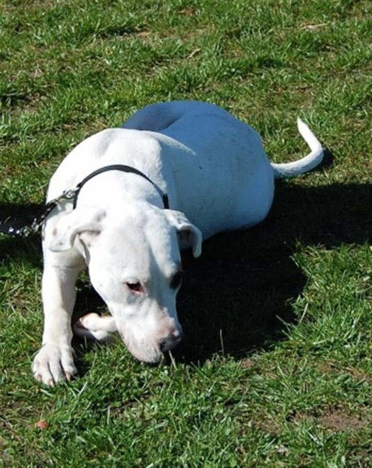 Blanding af racer Sally billede 13