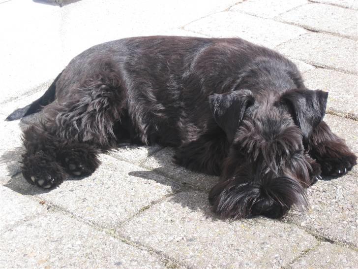 Dvaergschnauzer Snavs - Velkommen til Snavs´ profil :D - Læg en bedømmelse og smid en kommentar og du får en igen (x <3 ! billede 1