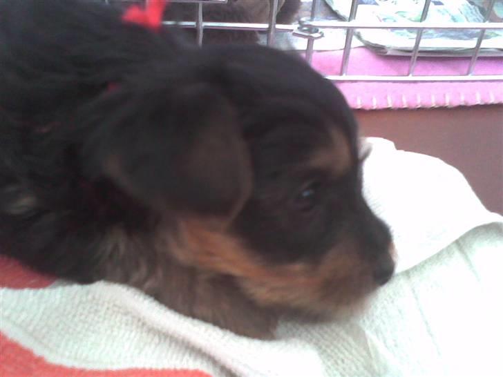 Yorkshire terrier Sally billede 1