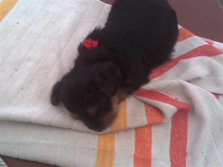 Yorkshire terrier Sally billede 2