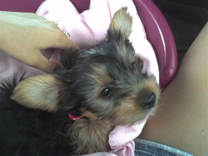 Yorkshire terrier Sally billede 3