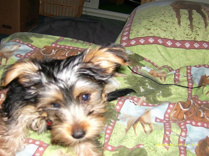 Yorkshire terrier Sally billede 4