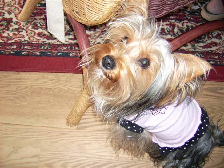 Yorkshire terrier Sally billede 5