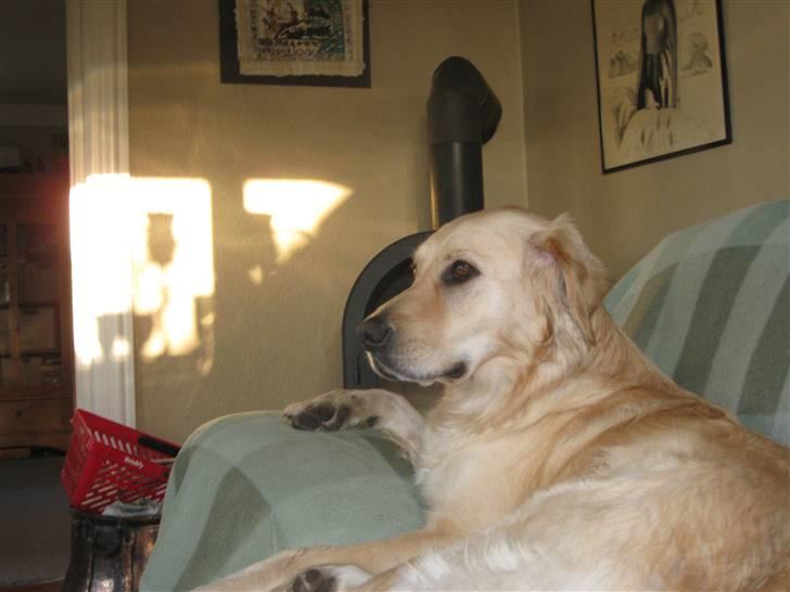 Labrador retriever Daddy - Hvad er det for noget?.. billede 11