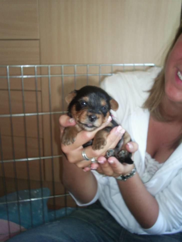 Yorkshire terrier Sally billede 6