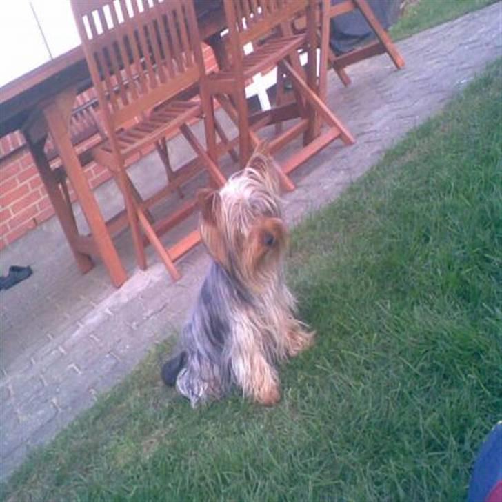 Yorkshire terrier Sally billede 7