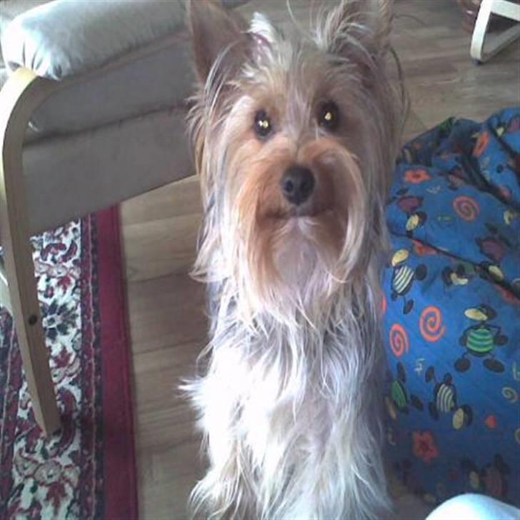 Yorkshire terrier Sally billede 8