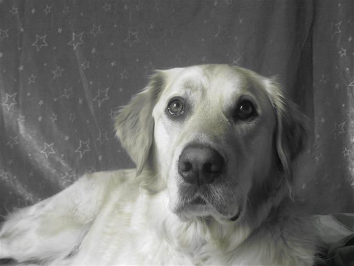 Labrador retriever Daddy billede 12