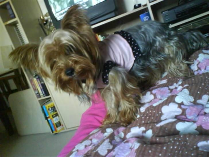 Yorkshire terrier Sally billede 9