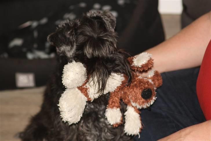 Dvaergschnauzer Snavs - Jeg er en faaaaarlig dræber hund! :p <3 billede 6