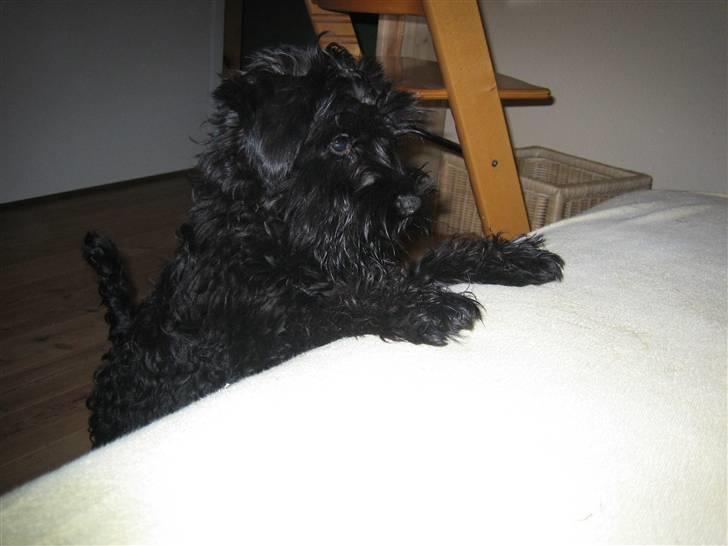 Dvaergschnauzer Snavs - Snavs som vaps :P - ½ år qx billede 7