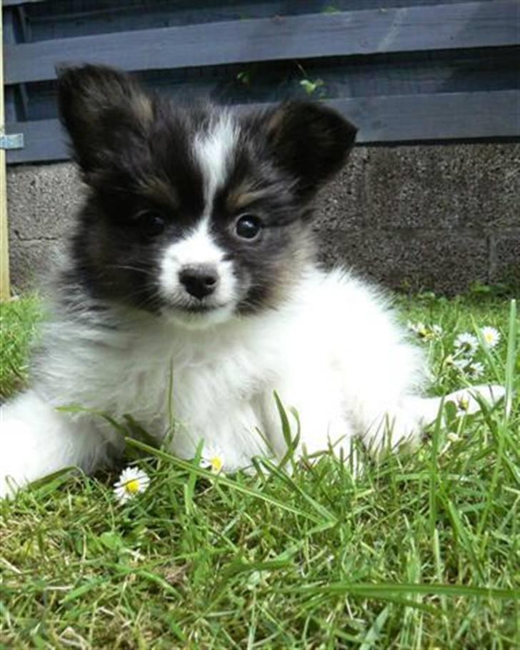 Papillon Oddenvejen.DK's Justin billede 1