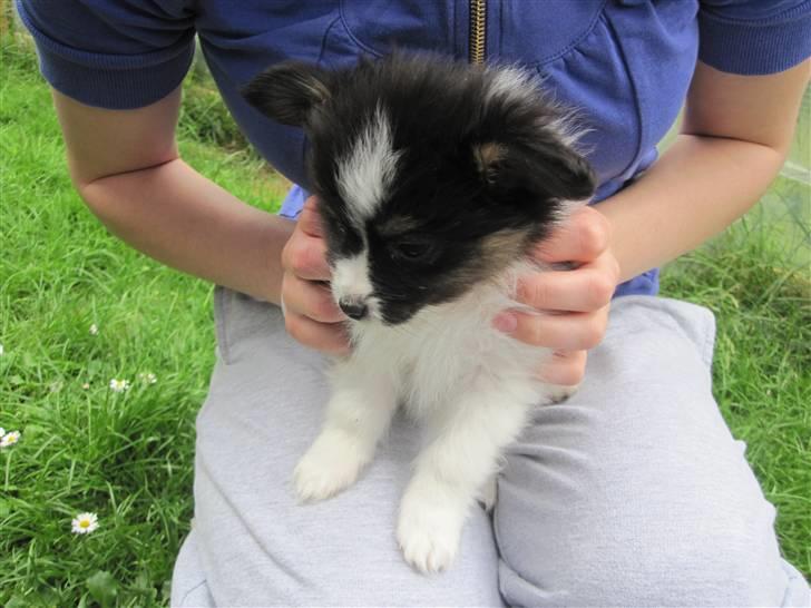 Papillon Oddenvejen.DK's Justin billede 2