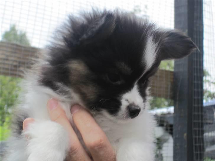 Papillon Oddenvejen.DK's Justin billede 3