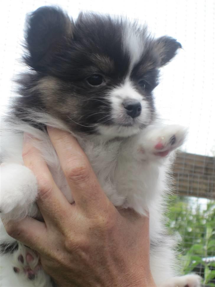 Papillon Oddenvejen.DK's Justin billede 4