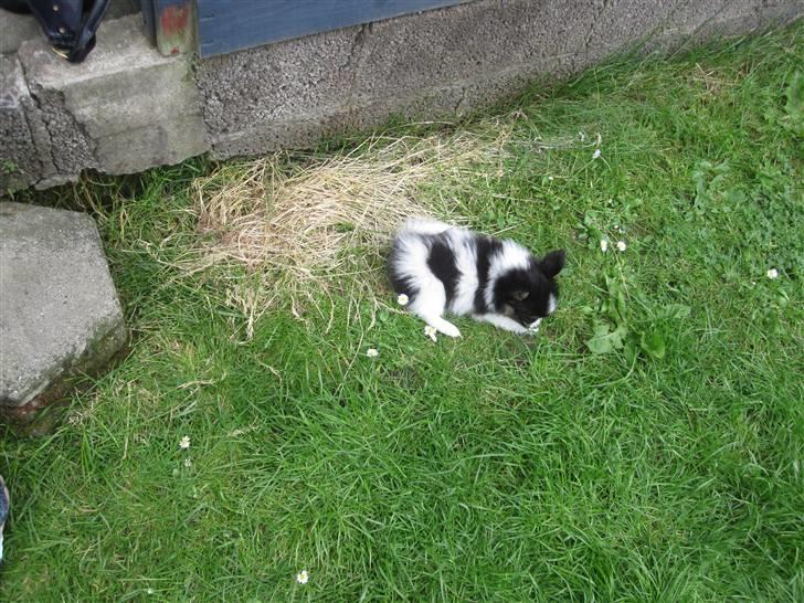 Papillon Oddenvejen.DK's Justin billede 5