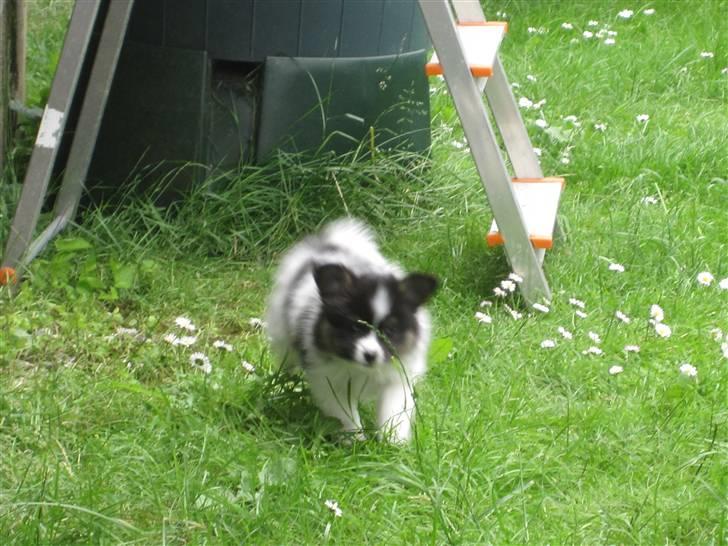 Papillon Oddenvejen.DK's Justin billede 6