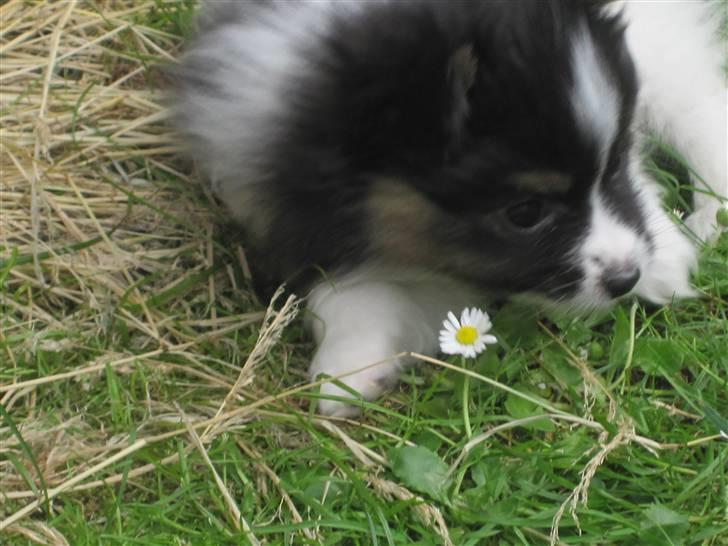 Papillon Oddenvejen.DK's Justin billede 7