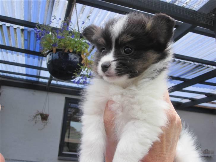 Papillon Oddenvejen.DK's Justin billede 8