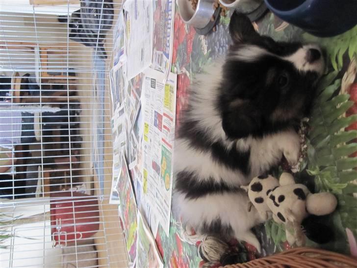 Papillon Oddenvejen.DK's Justin billede 9