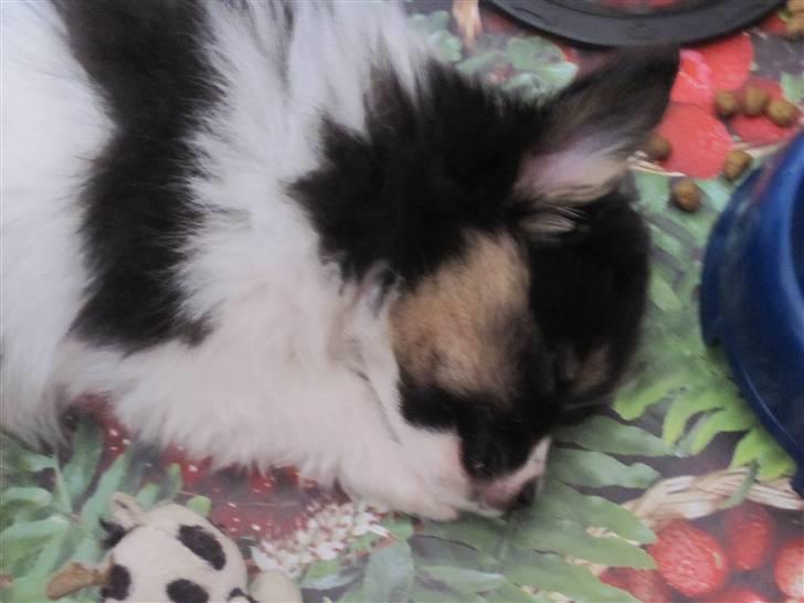 Papillon Oddenvejen.DK's Justin billede 10