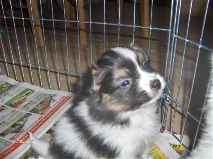 Papillon Oddenvejen.DK's Justin billede 11