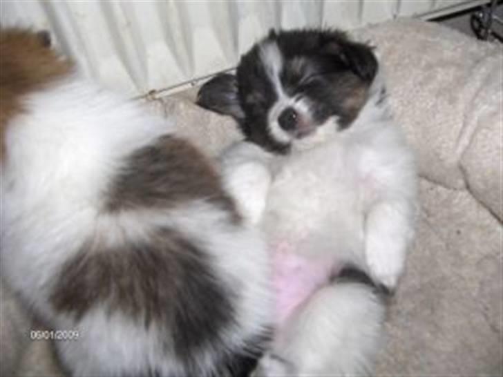 Papillon Oddenvejen.DK's Justin billede 12