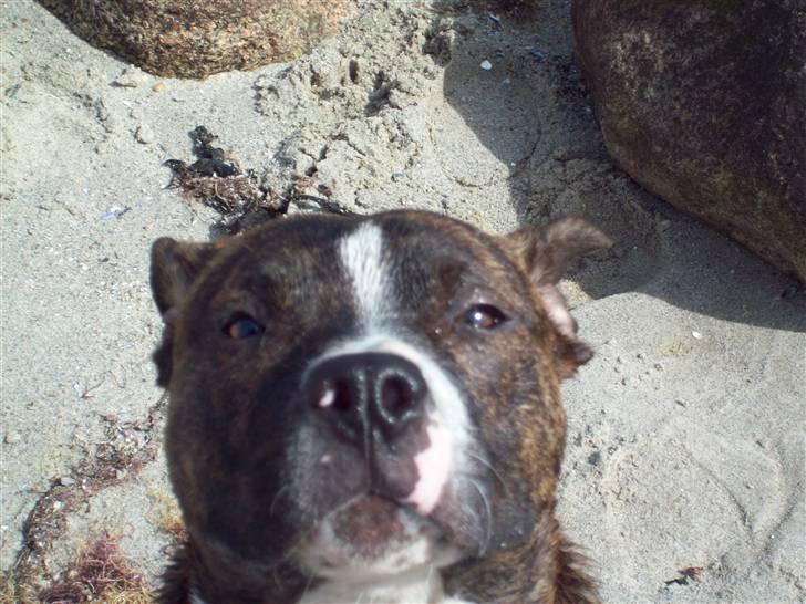 Blanding af racer Basse billede 15