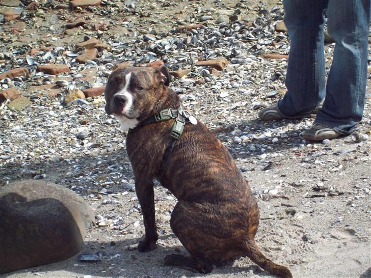 Blanding af racer Basse billede 16