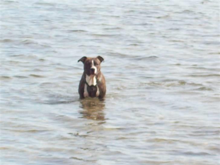 Blanding af racer Basse billede 17