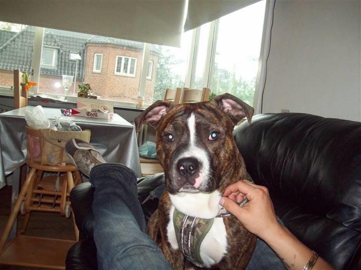 Blanding af racer Basse billede 18