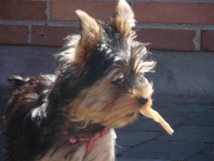 Yorkshire terrier Bella billede 4