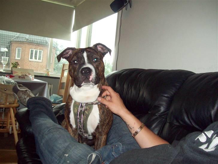 Blanding af racer Basse billede 19