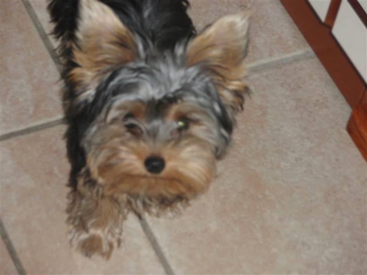 Yorkshire terrier Bella billede 7