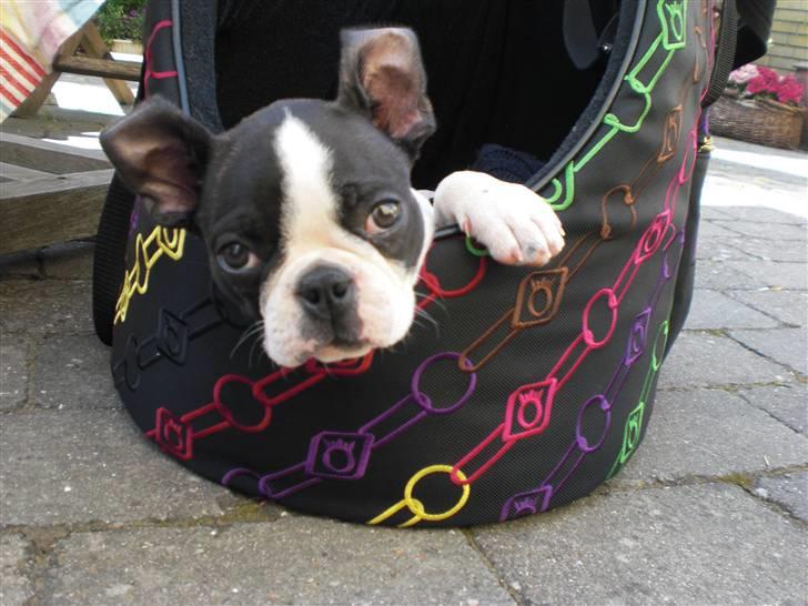 Boston terrier Theodor - 10 uger billede 8