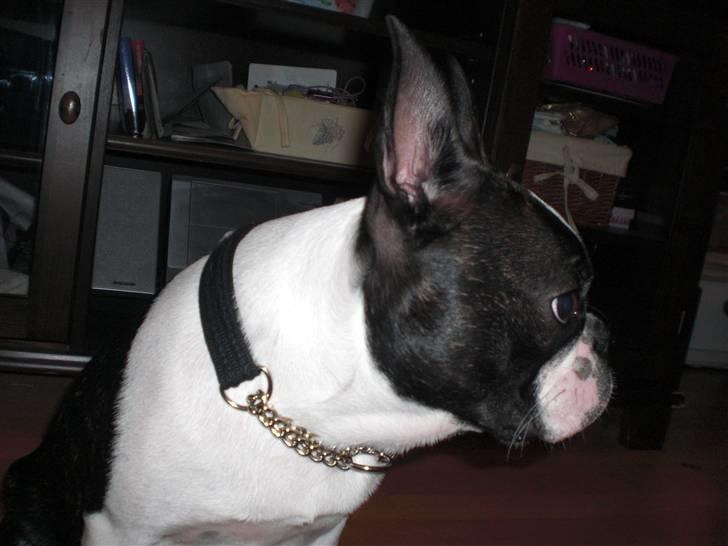 Boston terrier Theodor billede 9