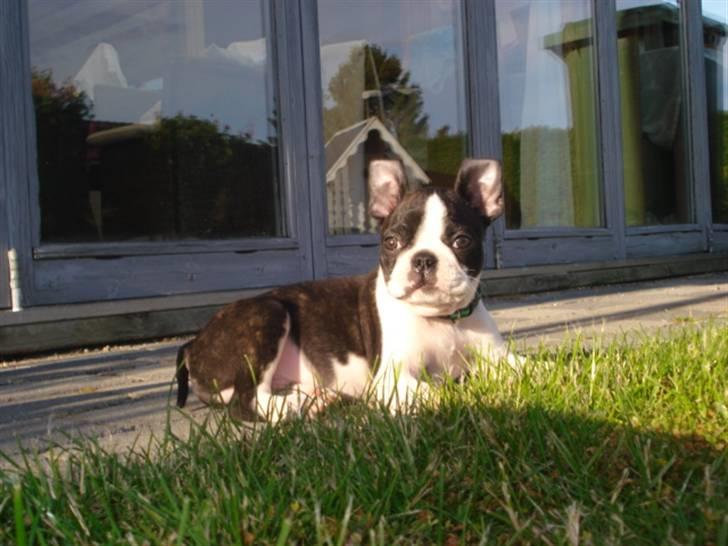 Boston terrier Theodor billede 11