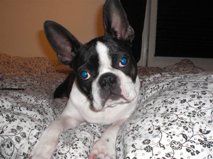 Boston terrier Theodor billede 13