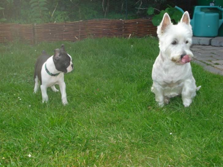 Boston terrier Theodor billede 14