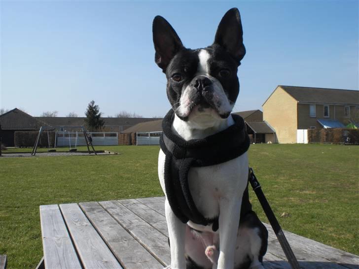 Boston terrier Theodor billede 15