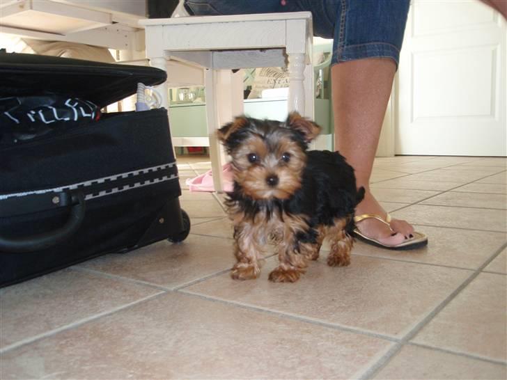 Yorkshire terrier Frida billede 1