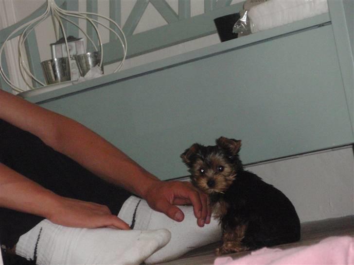 Yorkshire terrier Frida billede 3